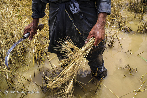 عکس/ برداشت گندم در مزارع زیر آب