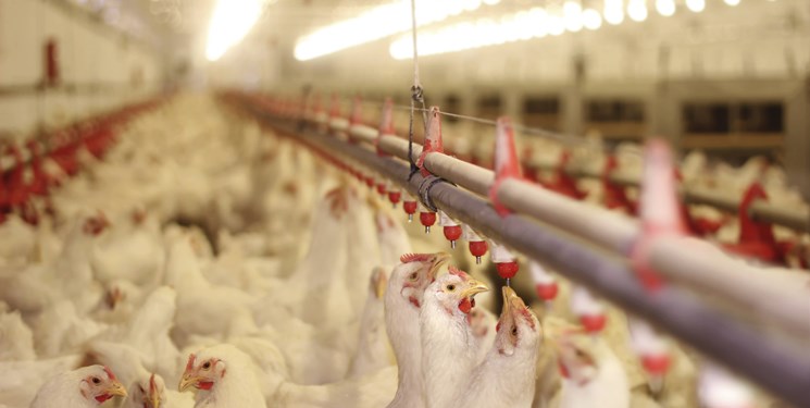 برخورد با مرغداران گران فروش/ هر کیلو گرم مرغ زنده باید ۱۰۵۰۰ تومان باشد