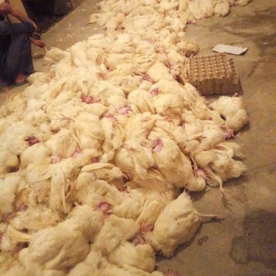 تلف شدن ۱۰ هزار مرغ به دلیل قطعی برق