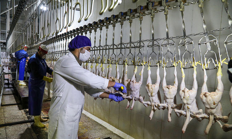 ایران، رتبه هفتم دنیا در تولید گوشت مرغ