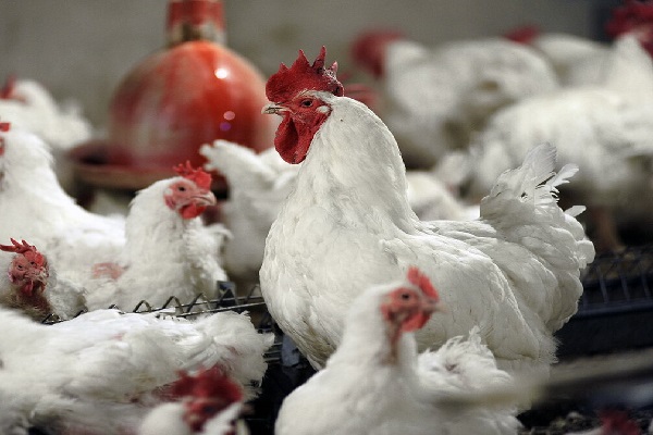 قیمت تمام‌شده مرغ زنده کیلویی ۱۲ هزارتومان است