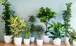 ۴ مرحله ساده برای زنده نگهداشتن گیاهان در خانه