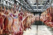 جزئیات توزیع گسترده گوشت گرم وارداتی | قیمت‌ها اعلام شد | تغییر قیمت بازار با توزیع کالابرگ؟ | تسهیلات ویژه به اتحادیه‌ها برای تنظیم بازار