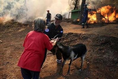 نجات یک بز از شعله‌های آتش سوزی جنگلی در یونان