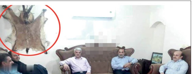 جسد قوچ به دیوار جلسه مسئولان دولتی مازندران+عکس