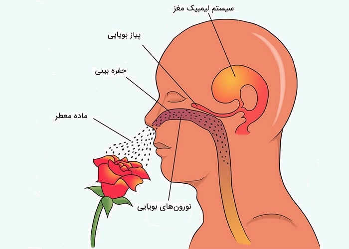 مزایای تنفس از راه بینی برای مغز انسان