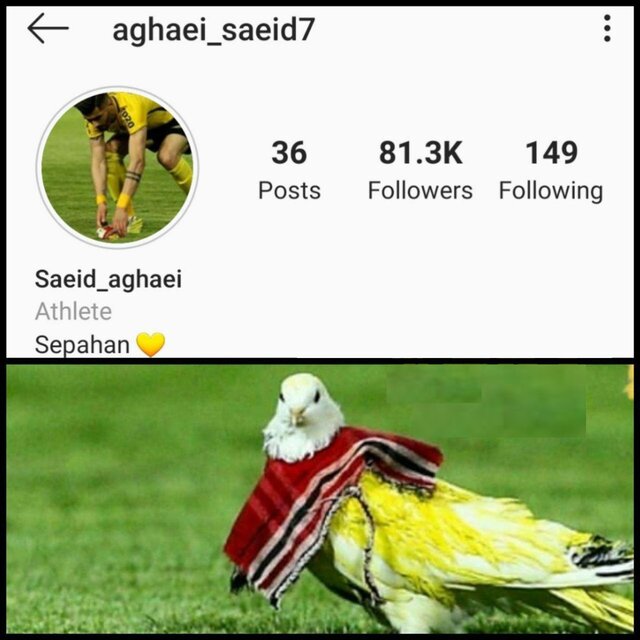 عکس/ محرومیت بازیکن سپاهان به خاطر یک کبوتر!