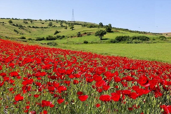 عکس/ دشت دیدنی شقایق در دیلمان